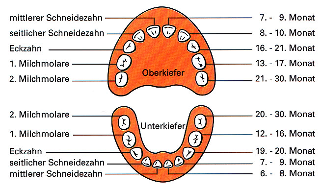 Zahnungsschema